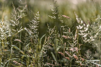 Image by Andrew Small