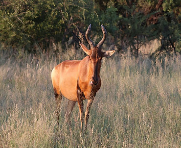 Image by Robbie Cheadle