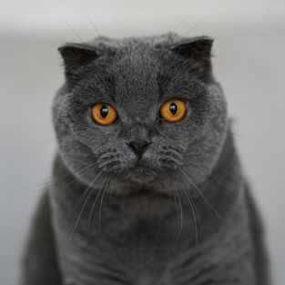 Come i gatti ci hanno addomesticato