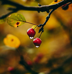 Image by Geyson Alvarenga