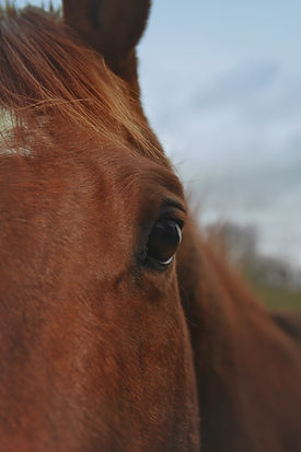 Image by Annie Nyle
