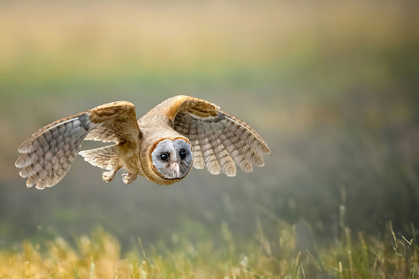 Image by Phil Robson