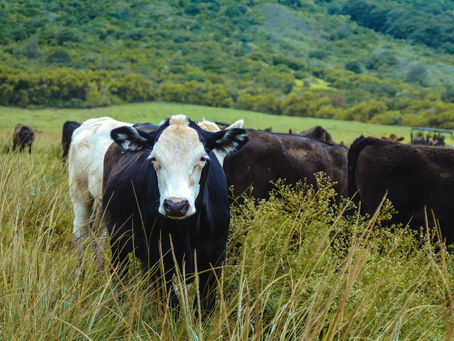 Market Report 08/26/2024