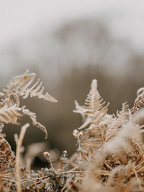Image by Annie Spratt
