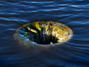 Whirlpool