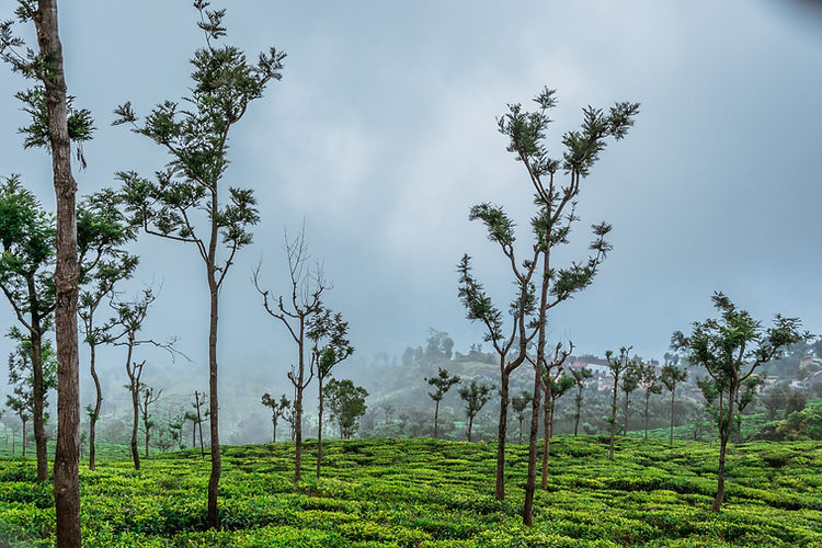 Image by Gaurav Gupta