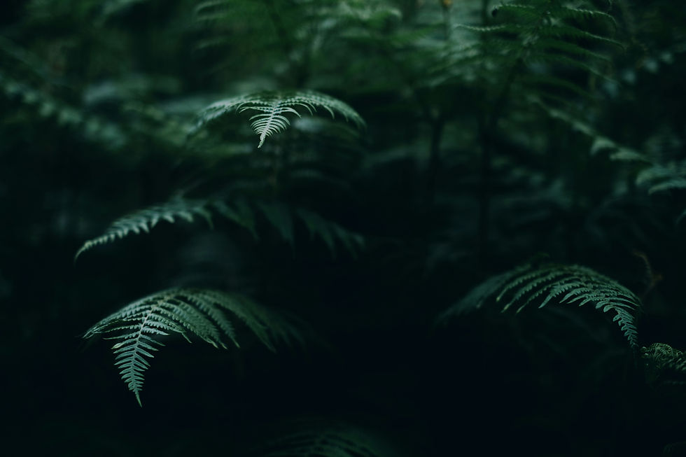 Image by Nima Saffari