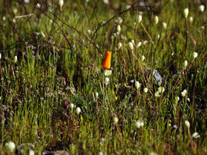 Orange flower among green grass and white buds in a field; vibrant nature scene with contrasting colors. | Gasilov Group
