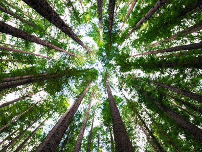 THIS WEEK IN SUSTAINABILITY: August 18th - August 24th, 2025