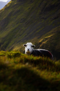 Image by Owen Woodhouse