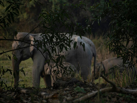 Elephants walk through dense foliage in a forest setting. Green leaves frame the scene, creating a tranquil, natural atmosphere.