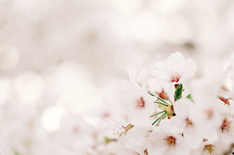 Image by Kumiko SHIMIZU
