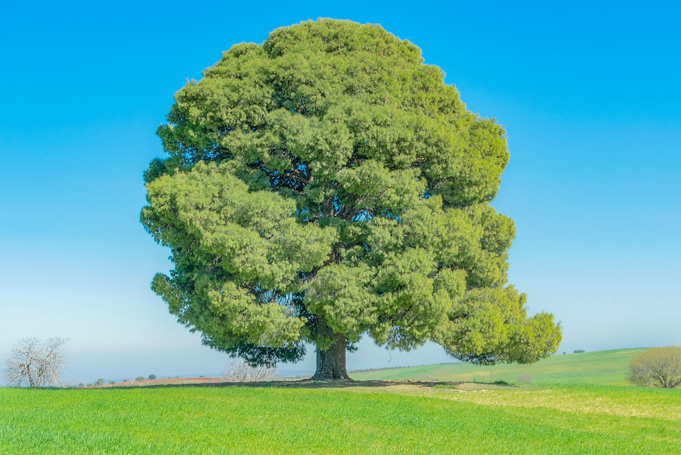A huge tree representing strengh.
