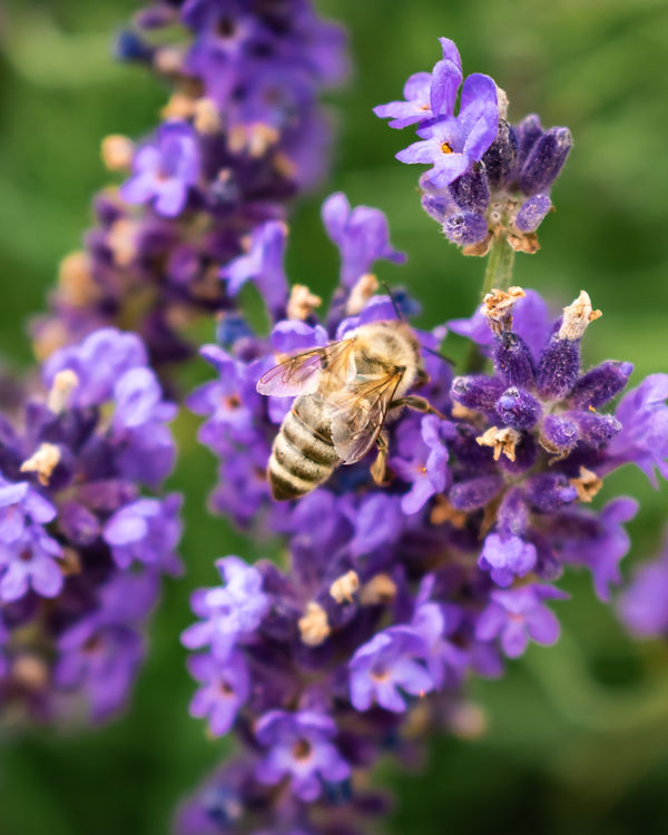 Image by Nikolett Emmert