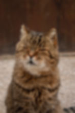 Estrés en los gatos