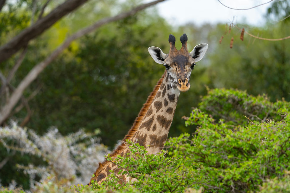 Nyerere National Park Safari – Explore Tanzania’s Largest Wildlife Sanctuary