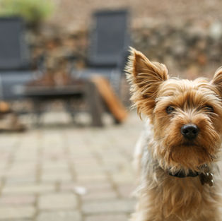 Why are some dogs scared of the BBQ, when most associate it with something fantastic