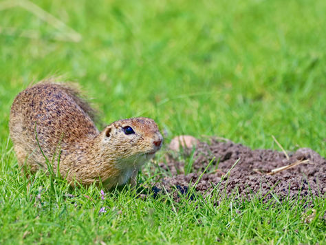 Vole or Pocket Gopher? How to Tell What's Tearing Up Your Lawn