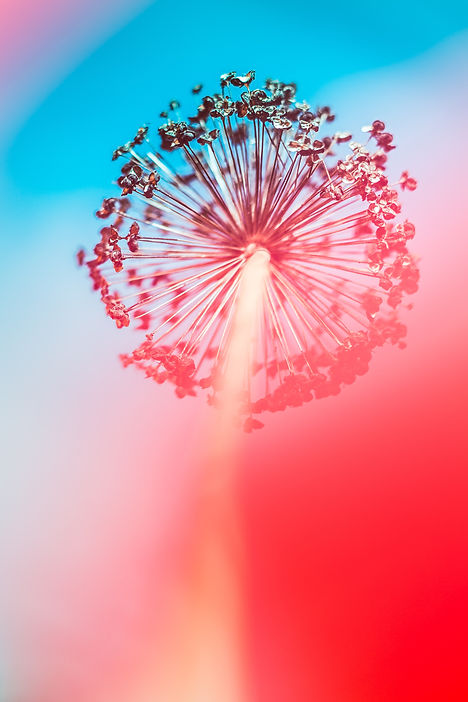 Image by Marek Piwnicki
