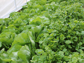 Your Ultimate Guide to Enjoying Fresh Produce