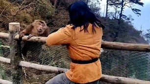 Martial Artist Gets Taste of Real Monkey Kung Fu
